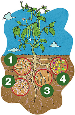 Illustration of a bean plant with cutaway view of the root system and soil. 