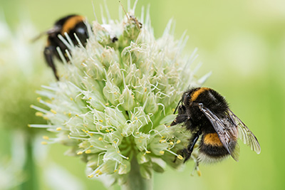 Close-up view of two yellow-and-black bumblebees, foraging on a large white flower.