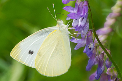 Close-up view of a white butterfly with a black dot on its wings, resting on a cluster of purple flowers.
