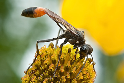 Close-up view of a wasp with a long, thread-like abdomen sipping nectar from a yellow flower.