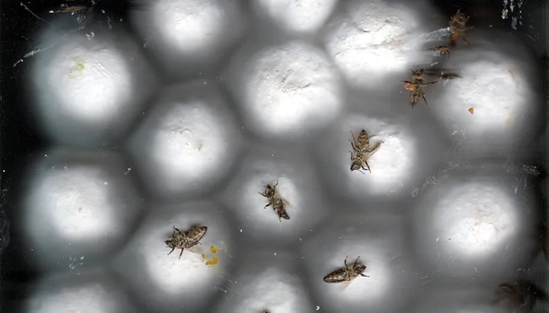 Représentation artistique de plusieurs abeilles assises sur un nid d'abeilles blanc.