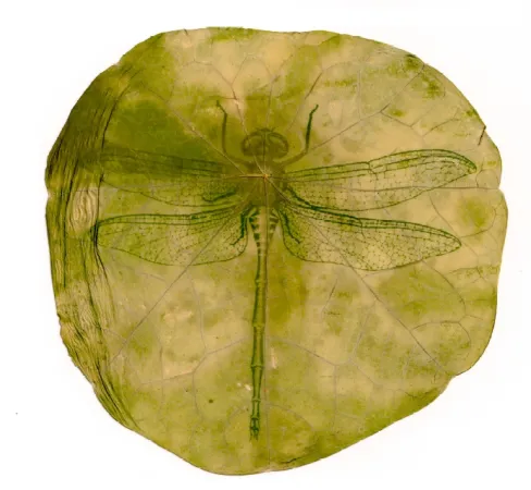 An artist's work depicts the image of a dragonfly against a green background.