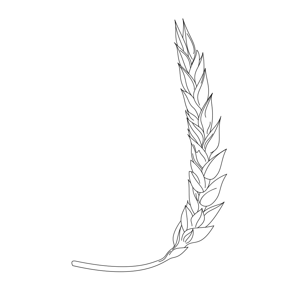 Drawing of wheat