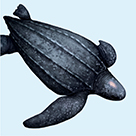 Leatherback Sea Turtle illustration on pale blue background