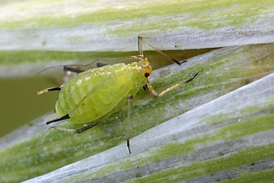Gros plan d’un petit insecte vert citron aux longues antennes avec deux protubérances à l’extrémité de l’abdomen.