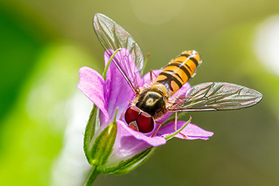 Gros plan d’une mouche aux yeux rouges et à l’abdomen à rayures oranges et noires sur une fleur rose en forme de clochette.