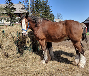 a Clydesdale
