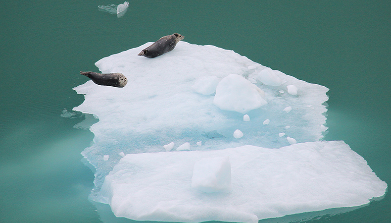 Deux phoques flottent sur un grand morceau de glace blanche flottant dans une eau verte.
