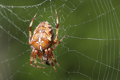 Gros plan d’une araignée brune au centre de sa toile.