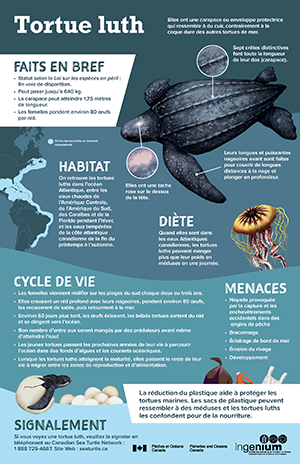 Une illustration d'une tortue luth, une méduse, de déchets plastiques, un œuf de tortue luth et une carte de la côte est de l'Amérique du Nord sur un fond bleu