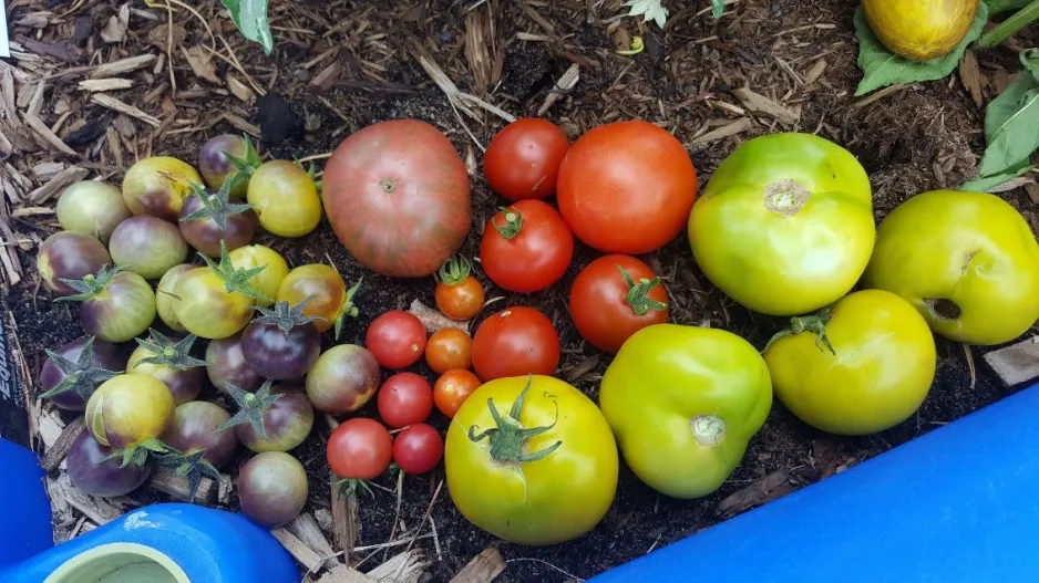Seven different open-pollinated tomato varieties from the Canada Agriculture and Food Museum’s garden, displaying a range of colours, sizes, and shapes.