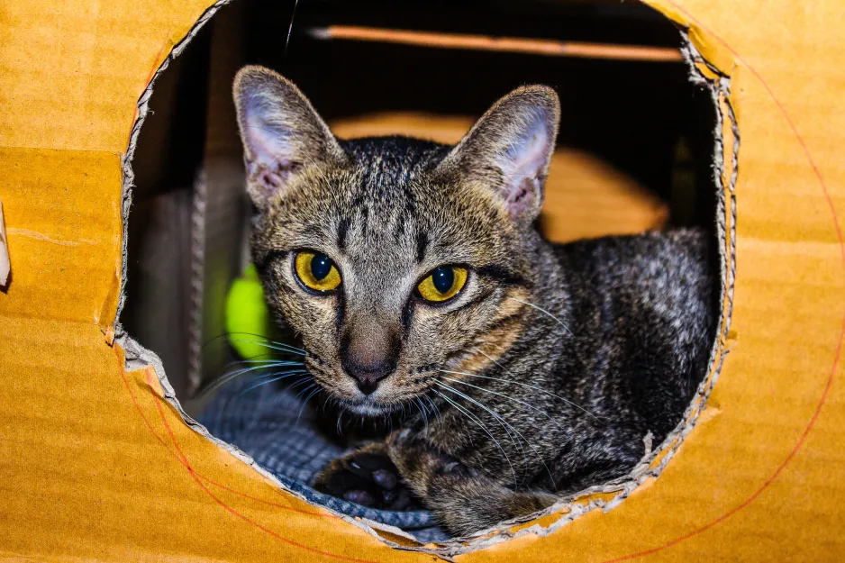 Un chat regarde à travers une grande ouverture circulaire pratiquée dans le côté d’une boîte de carton.