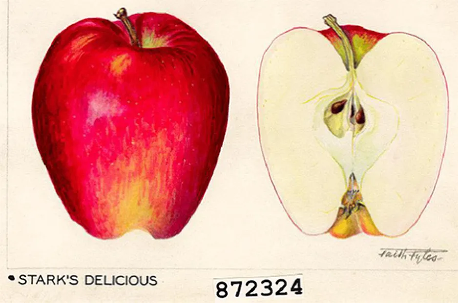 Faith Fyles' botanical illustration of an apple
