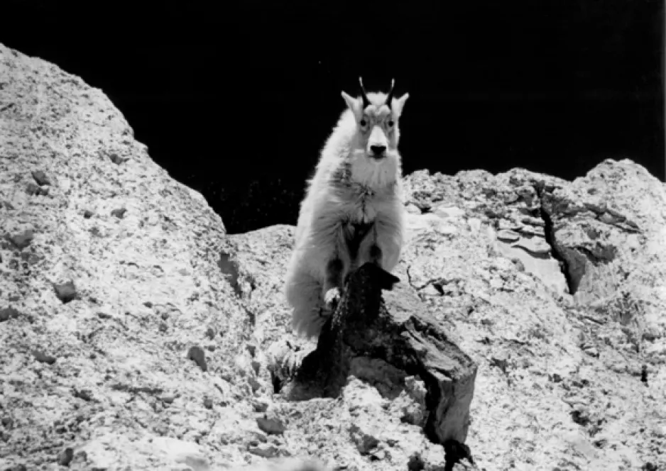 A black-and-white photograph shows a mountain goat on a cliff in the top centre of the image.