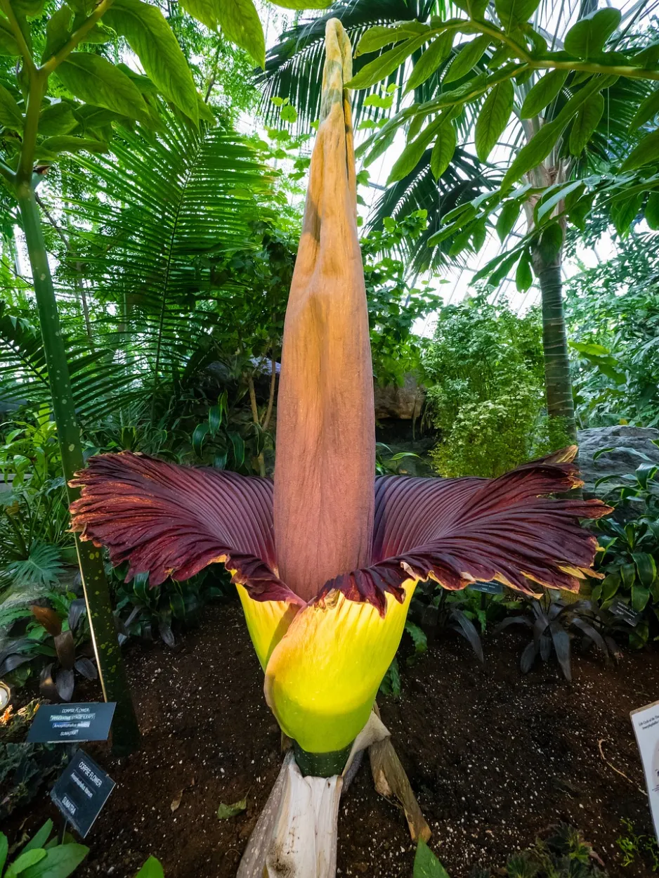 A tall corpse plant grows under a canopy of green plants in a greenhouse. The tall, thick, beige stem emerges from a massive fanned shell or petal. The shell is green from underneath, and dark maroon in the middle.