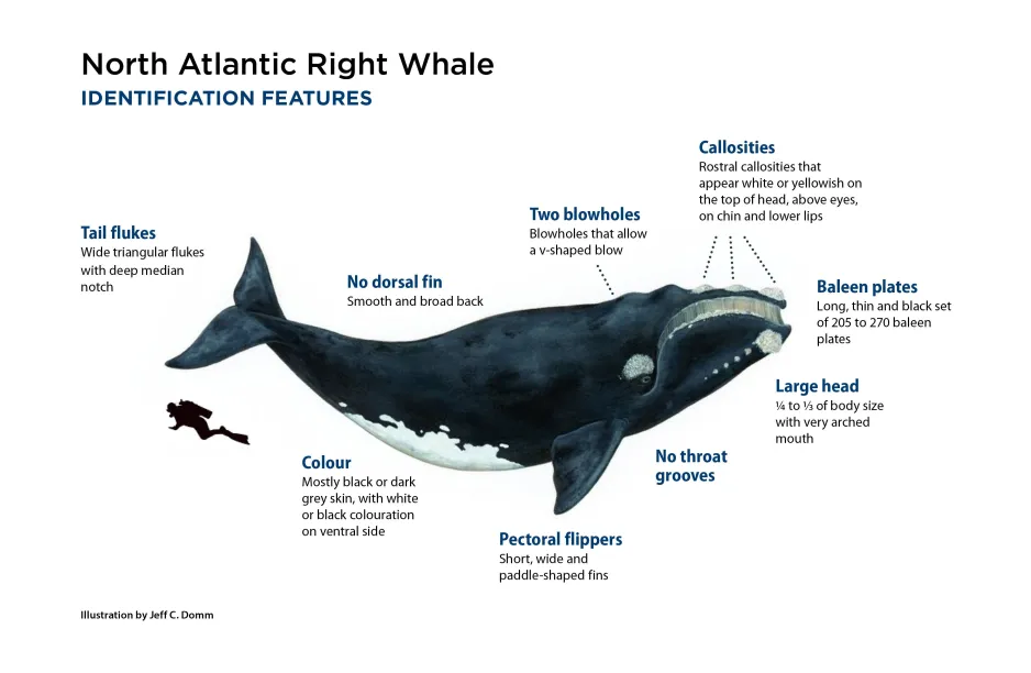 An artist’s rendering of a North Atlantic right whale, with the figure of a scuba diver underneath it to indicate scale. The major features of the whale are described in black text around the image.