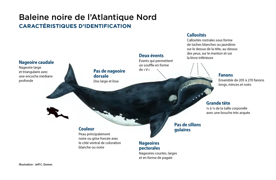 Représentation artistique d’une baleine noire de l’Atlantique Nord avec la silhouette d’un plongeur sous le mammifère pour indiquer l’échelle. Les principales caractéristiques de la baleine sont décrites en texte noir autour de l’image.