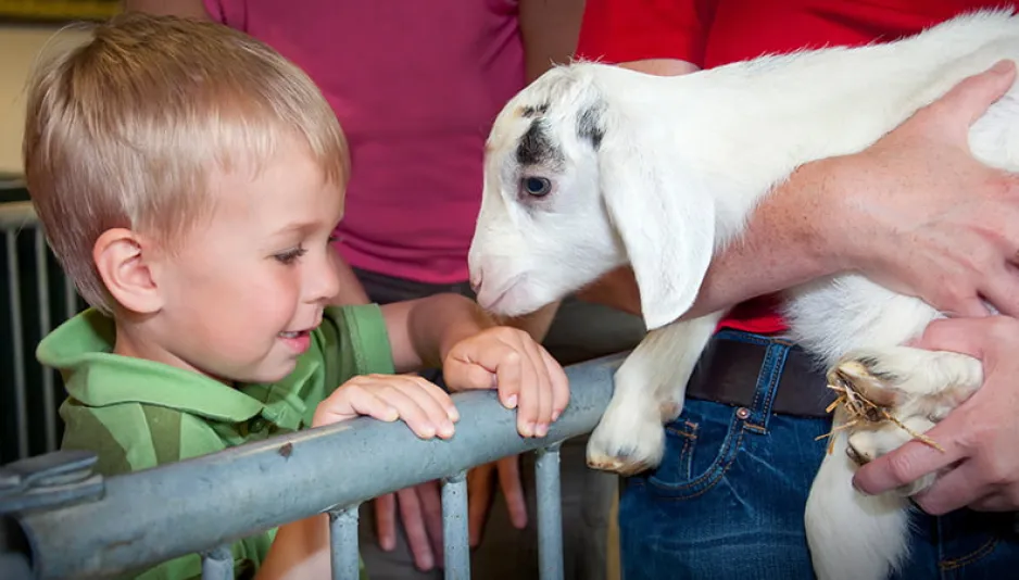 A young child watching a goat in a museum staff member's arms