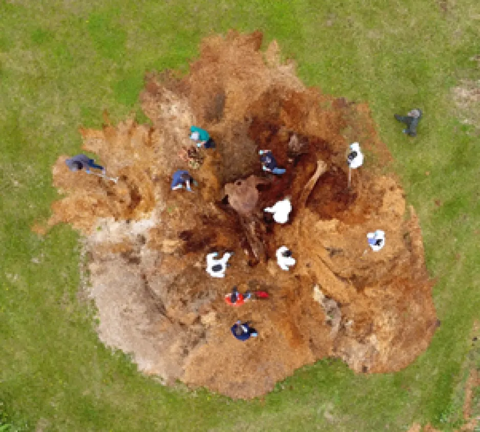 An aerial view shows a group of people standing amongst the brown sawdust as they document a whale’s bones. Grass can be seen around the perimeter of the image.