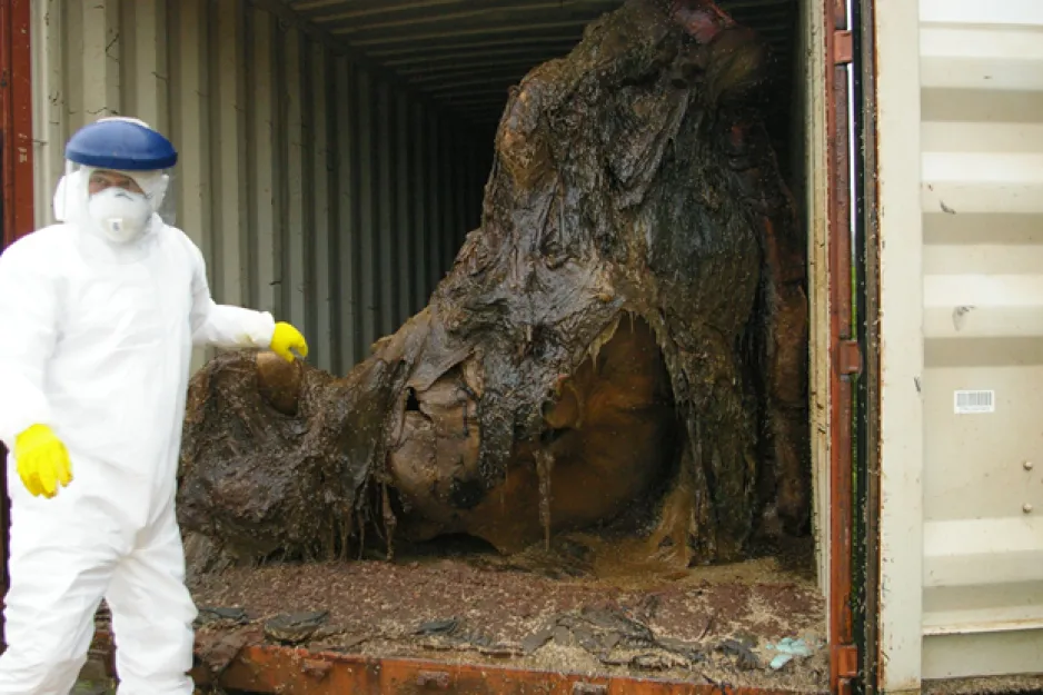 A person in white lab coverings, a face shield, and yellow gloves stands by the opening to a large freight container. The carcass of a decomposing North Atlantic right whale can be seen.