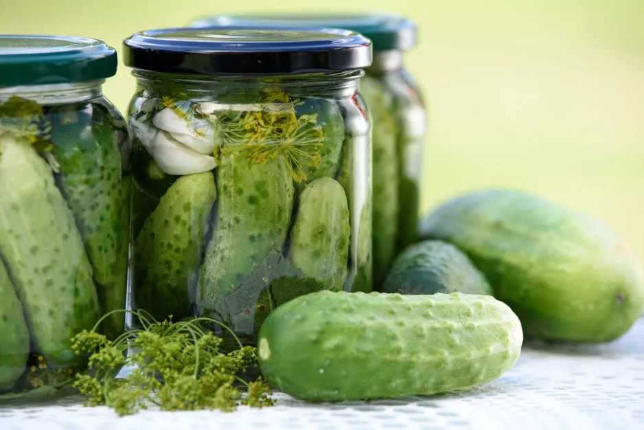 Three sealed glass jars with black metal lids, filled with small pickling cucumbers, dill flower, garlic cloves, and a clear liquid, sit on a table cloth. A dill flower and pickling cucumbers are arranged on the tablecloth around the jars. 