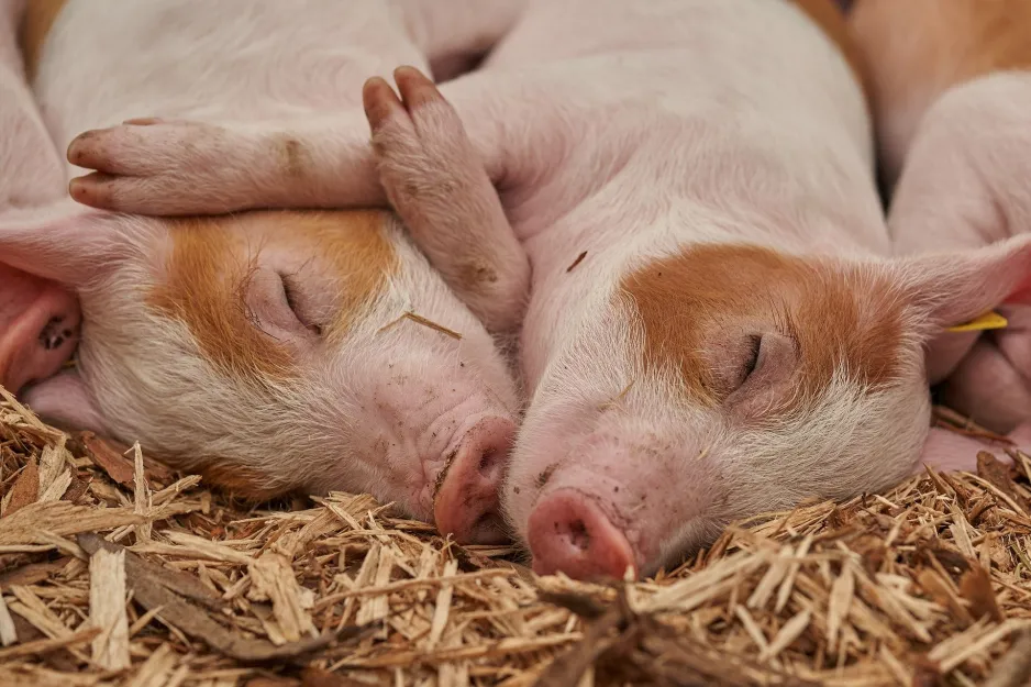 Two brown and pink piglets sleep next to each other on a bed of hay. 