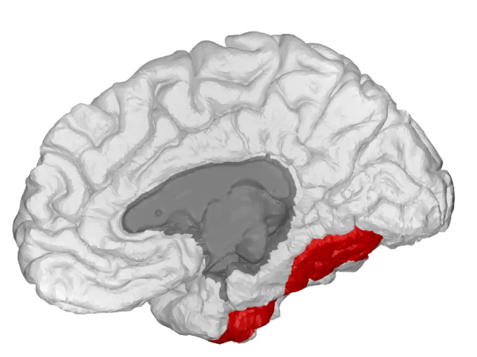 Une image numérique montre le cerveau humain dans différents tons de gris. Une petite zone est colorée en rouge pour indiquer la région du gyrus fusiforme.