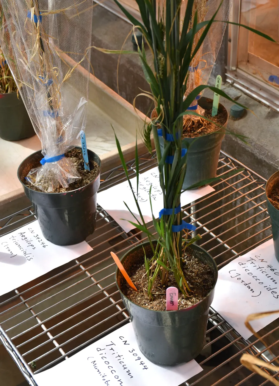 Photo de petites plantes en pot sur un support en métal. L’accent est mis sur les feuilles de papier où reposent les pots et sur lesquelles sont inscrits à la main le nom de l’espèce et le lieu d’origine de la plante.