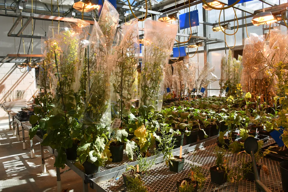 A photo of many tall and short plants of different kinds, growing in pots on a table in a research greenhouse, under orange-tinted lighting. 