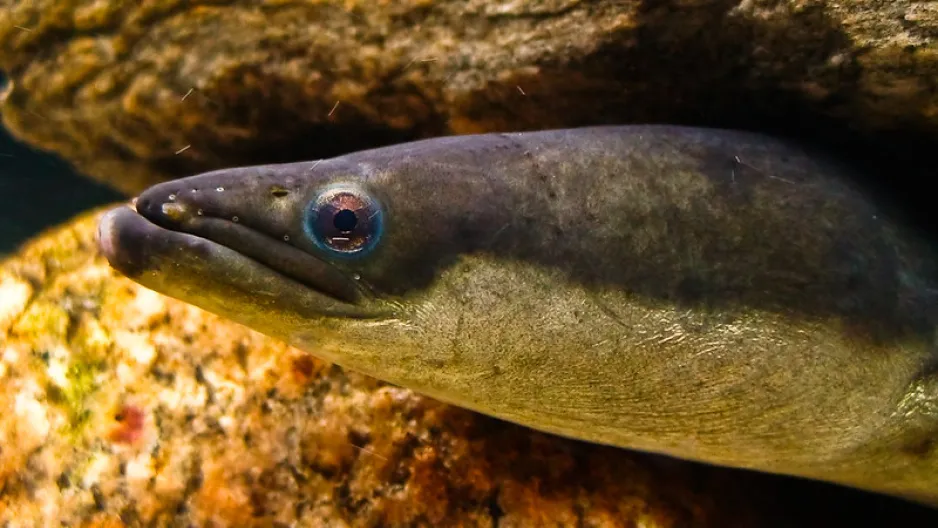 A close up of the head of a grey-and-silver American Eel, peeking out of some rocks under water.