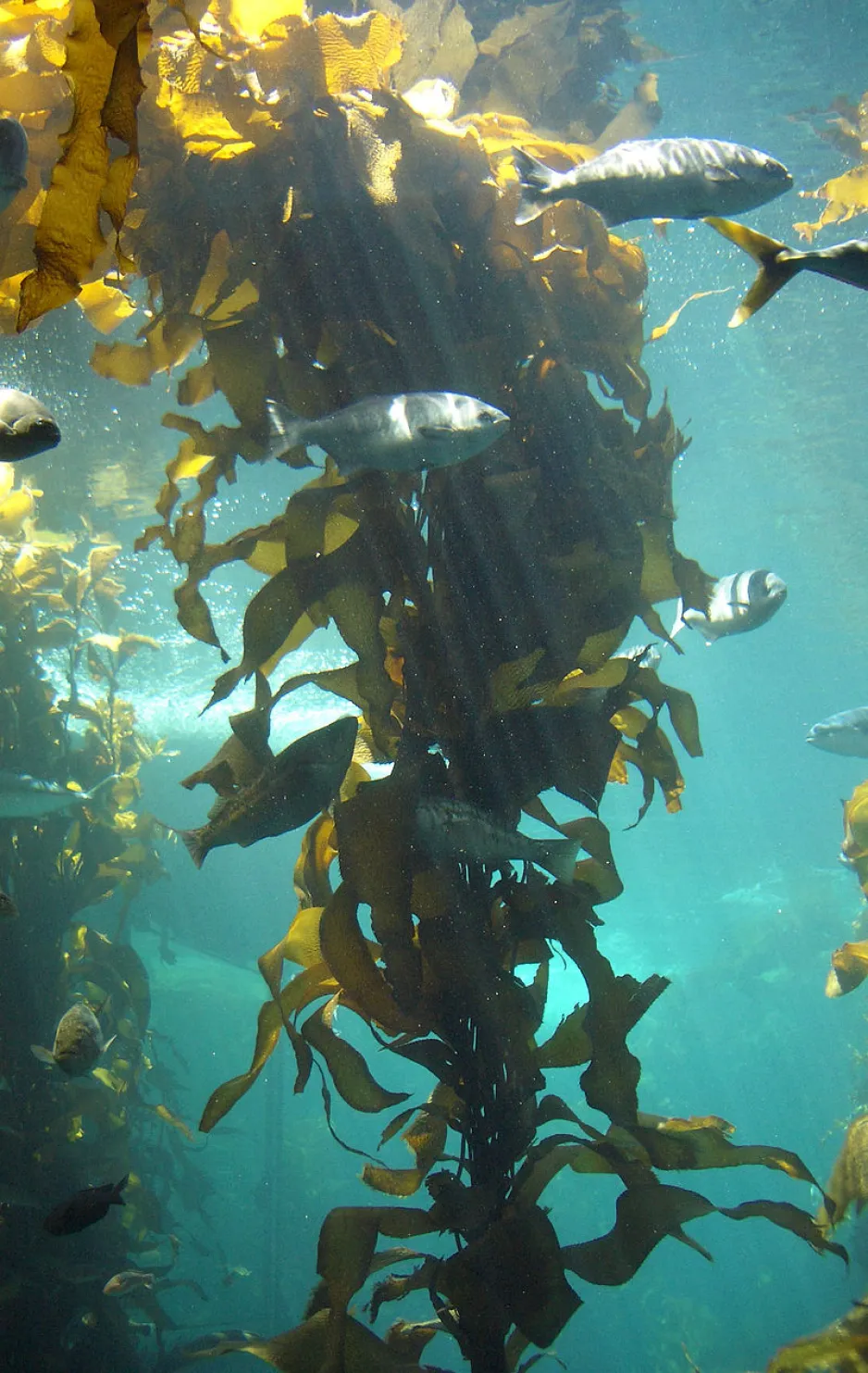 Photo sous-marine d’une colonne d’algues parmi de gros poissons argentés dans une eau turquoise.