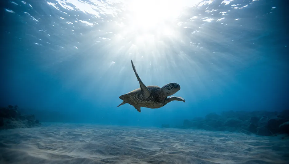 A sea turtle is swimming close to the ocean floor.  The sun is shining through the water above. 