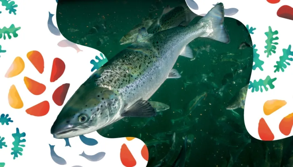 Un gros poisson bleu-vert se trouve au centre de l'image, sur un fond d'eau et d'autres poissons. À gauche et à droite se trouvent des représentations artistiques de poissons et d'algues sur fond blanc.