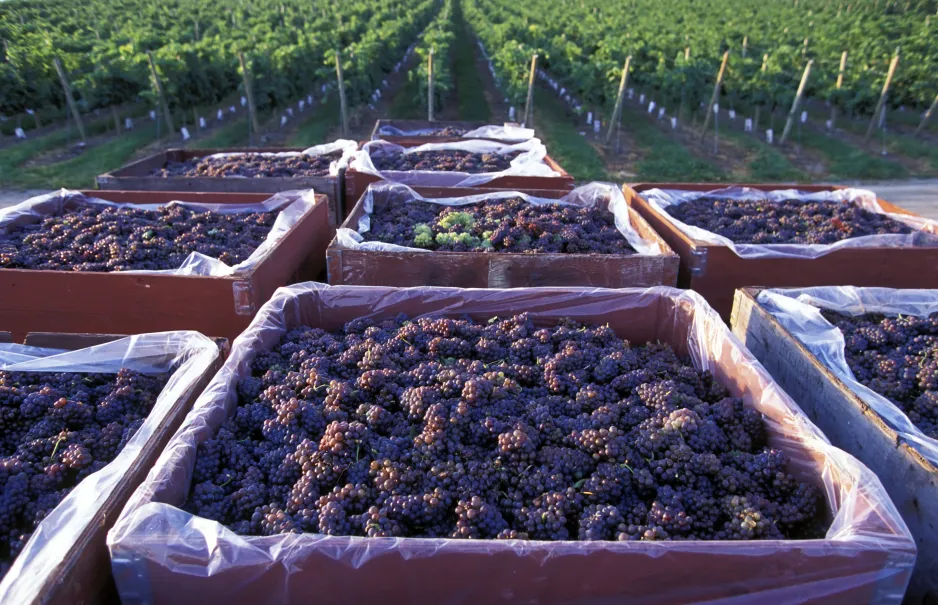 Several square bins lined with clear plastic, full of bunches of purple grapes, with rows of grape vines visible in the background. 