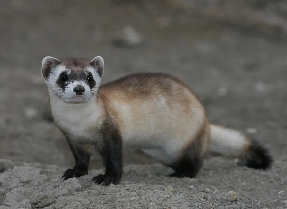 A black-footed ferret stands on all fours on a patch of bare dirt.