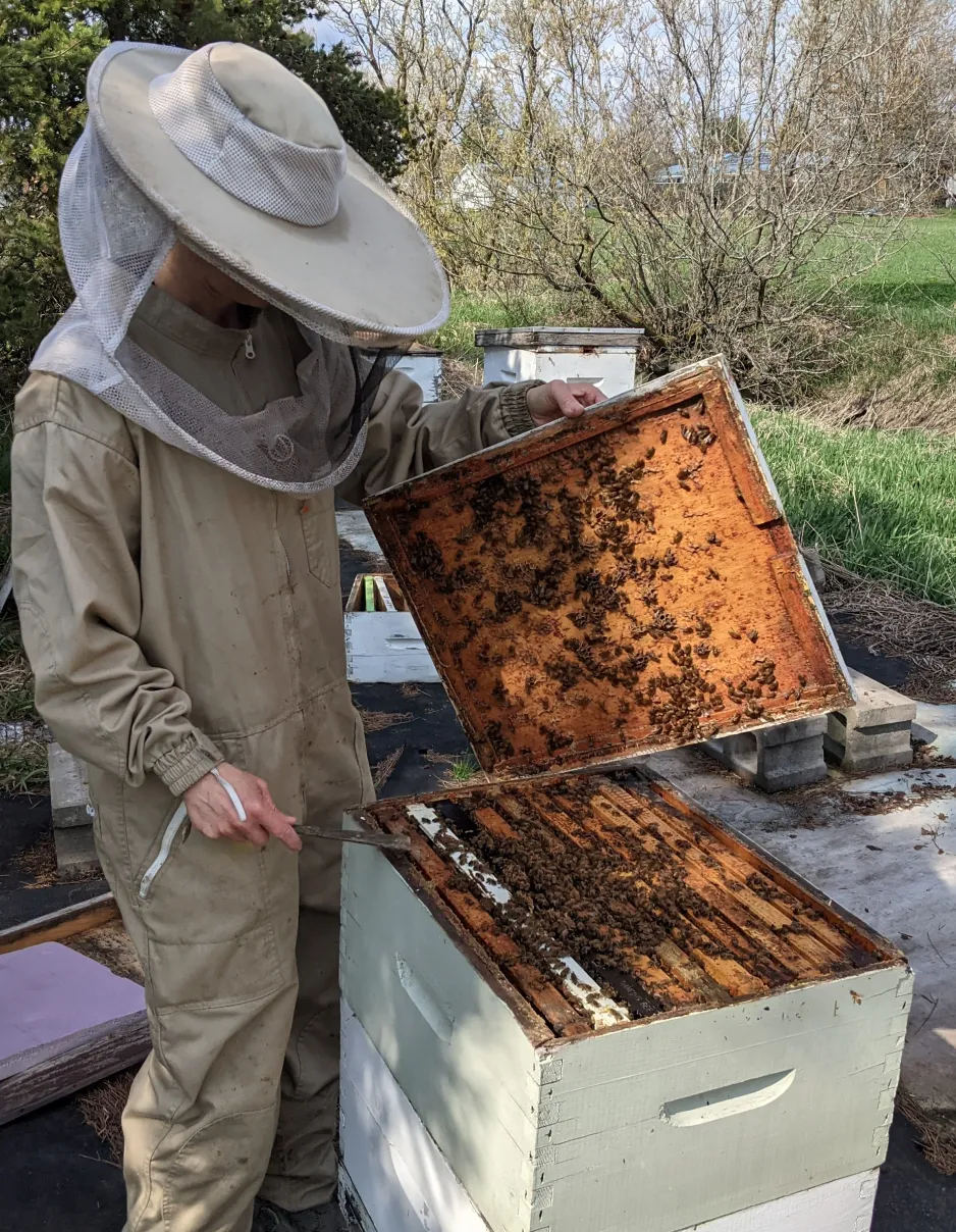 A person wearing protective gear lifts up the top of a bee hive; hundreds of bees are visible inside.