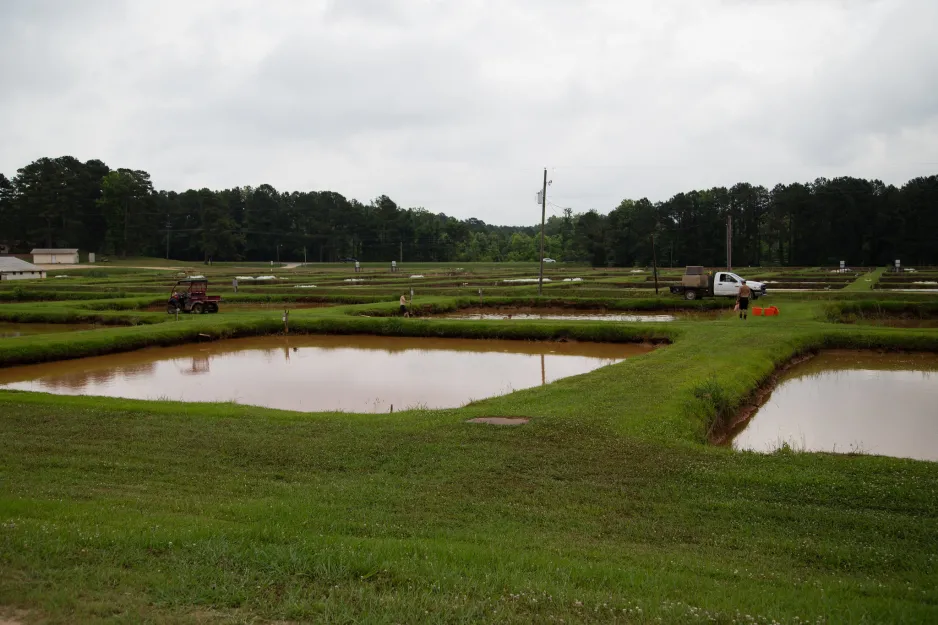 Large, rectangular ponds surrounded by green fields, with trees in the background. Several people and farm vehicles are visible between ponds.