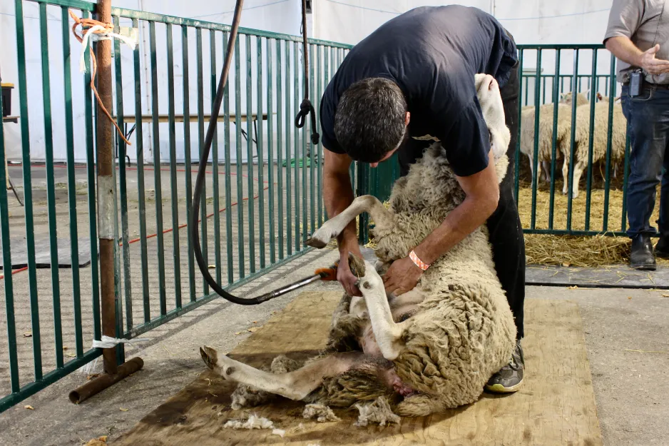 Remko Stalman, a sheep farmer and shearer, bends over a white sheep. The sheep is on her side, leaning into Remko as he shears her belly with an electric razor. A man in the background explains the shearing process to an audience outside the frame.