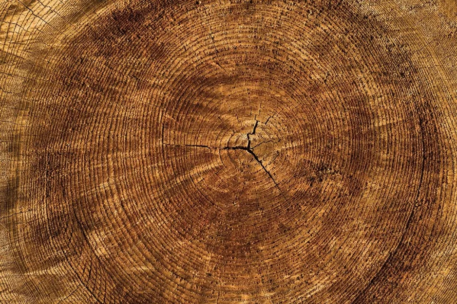 A cross-section of a tree trunk, showing lots of tree rings in a variety of thicknesses and shades of brown.