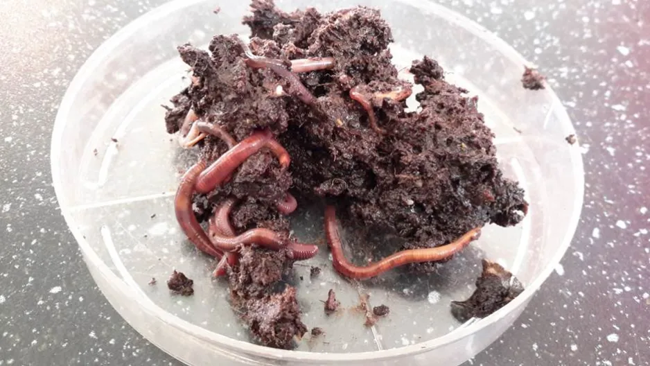 A petri dish containing multiple small earthworms and a fibrous brown substance, on a black speckled counter.