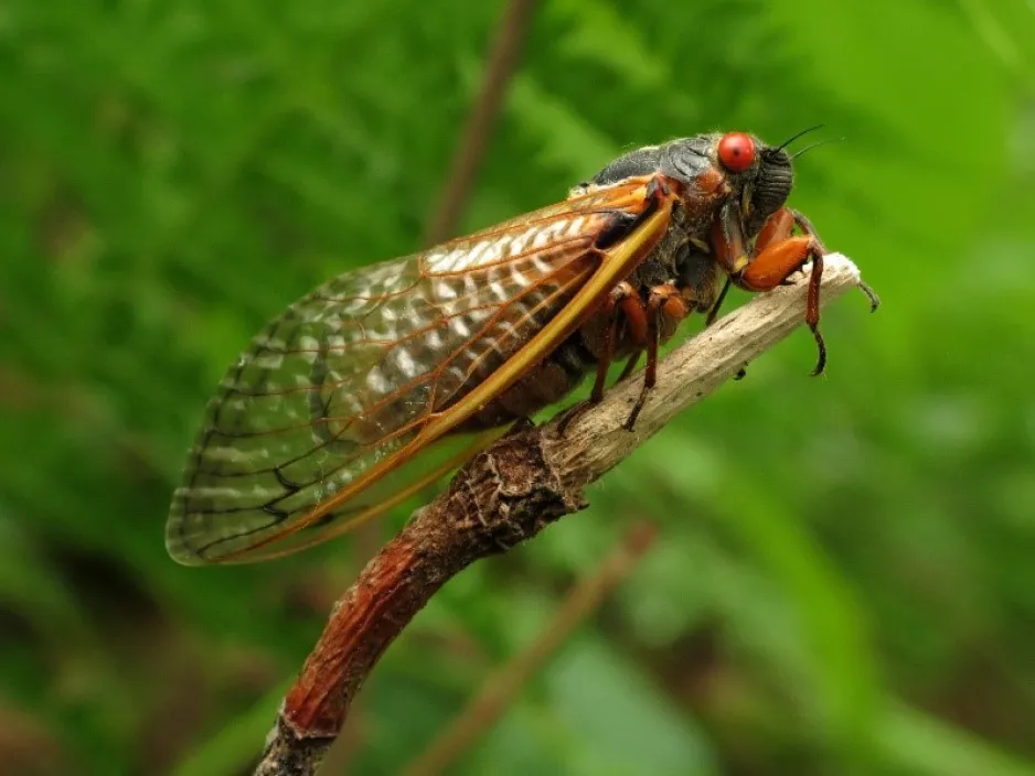 Close-up of cicada sitting on a branch of a tulip tree against a blurred green background.