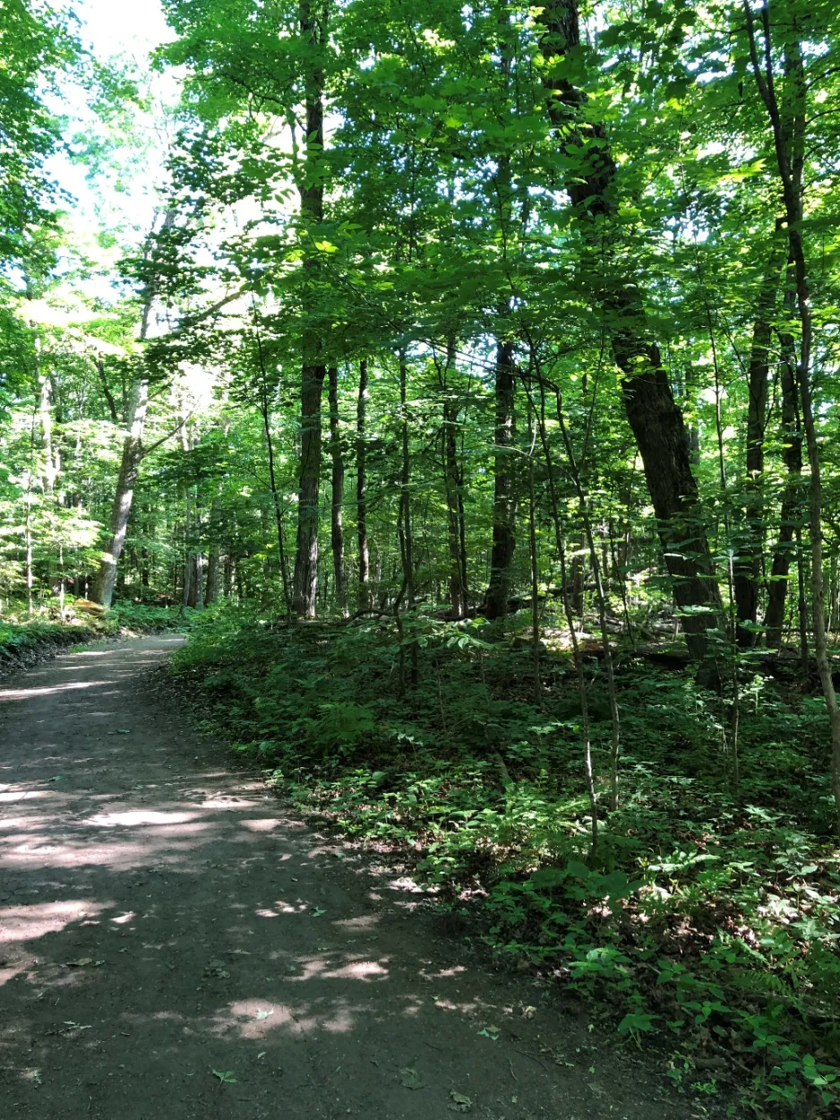 Un sentier pédestre estival, bordé d’arbres caducifoliés et de feuillage vert. 