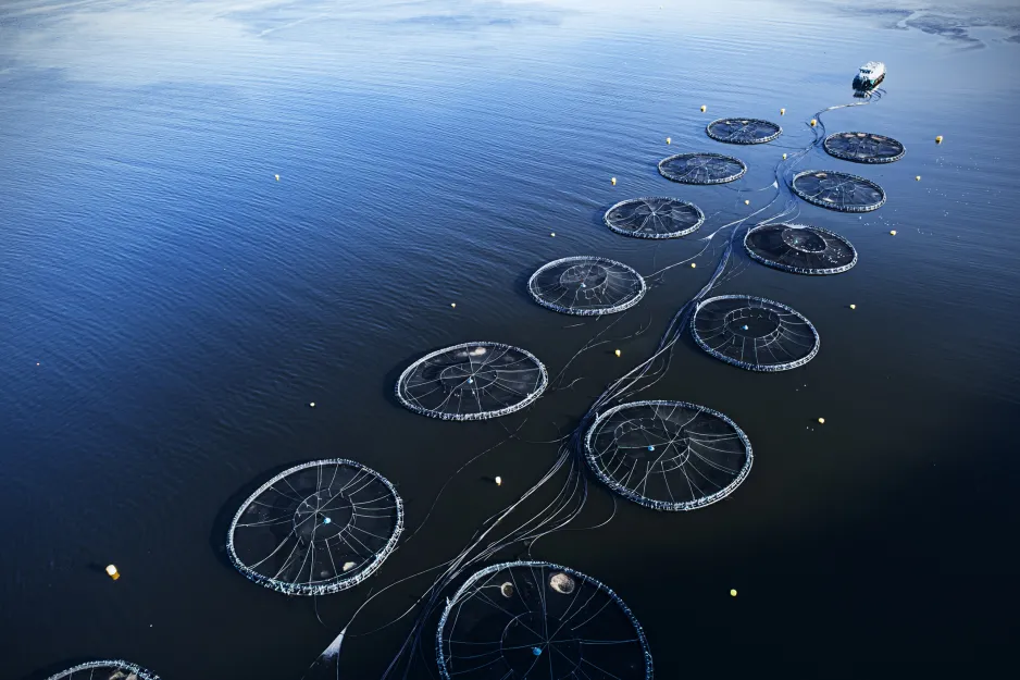Aerial photograph of two rows of six large circular nets floating on water and attached by ropes to a boat.