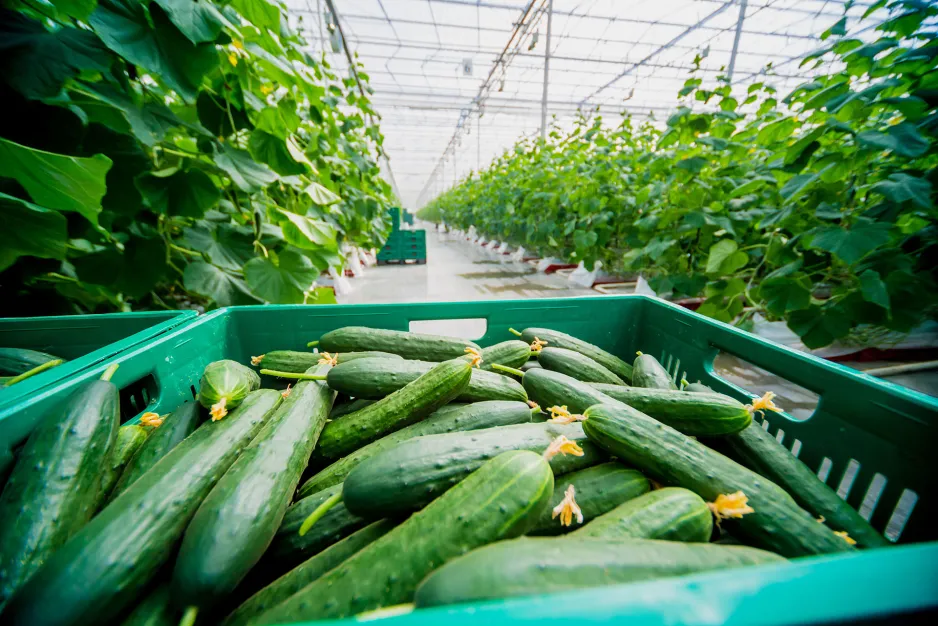 A close-up view of a green plastic crate filled with freshly-picked cucumbers inside a bright greenhouse, vines can be seen growing in the background. 