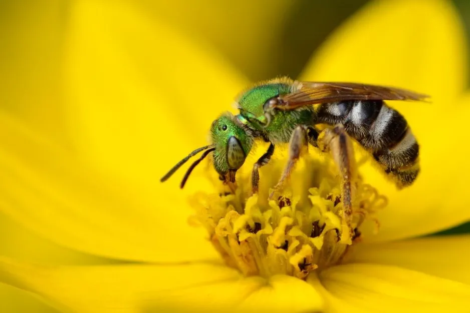 Gros plan d’une abeille avec une tête et un thorax vert métallique, et un abdomen rayé noir et blanc, sur une fleur jaune.