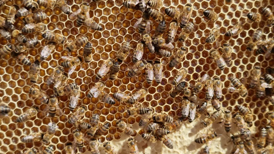 A close-up view of empty cells on a honeycomb covered in bees. 