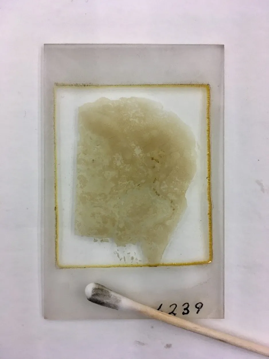 A glass slide on a white background with a mottled brown geological thin section of the stromatolite. Some areas of the glass are cleaned and clear, and the rest appear grey in colour. In the foreground you can see a dirtied cotton swab on a wooden handle.