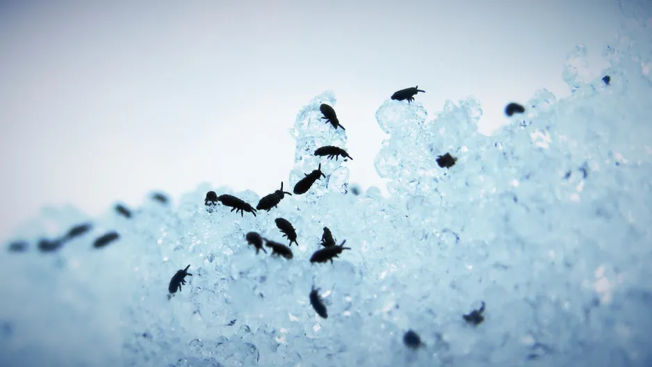 A microscope image of snow showing chunks of small ice pellets covered in springtails. Each springtail has six legs, two antennae, and an elongate body. 