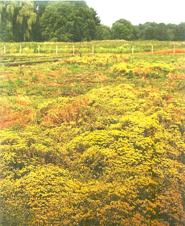 Image colorée d’un champ d’alyssons jaunes; on voit une clôture et de grands arbres au loin.