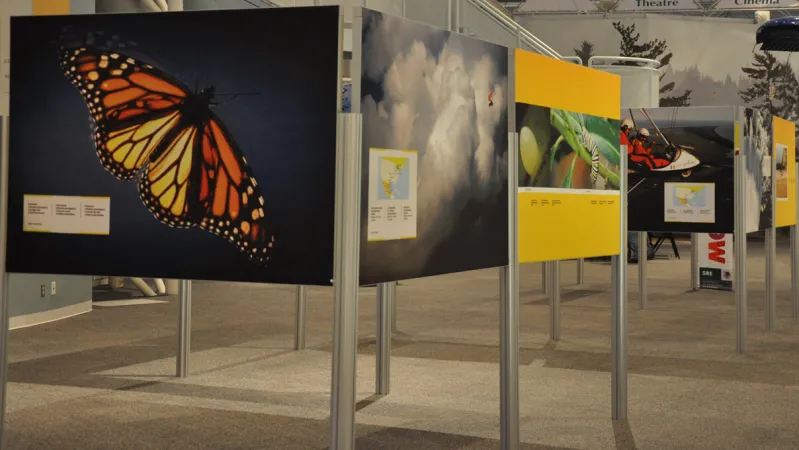 A close-up view of several exhibition panels comprising photographs of a butterfly, clouds, and a caterpillar.